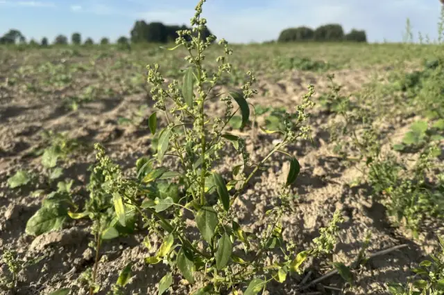 Skuteczne metody zwalczania komosy białej - uniknij strat w plonach