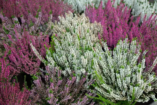 Czy wrzosy zimują w ogrodzie? Wszystko o przygotowaniu roślin na mróz