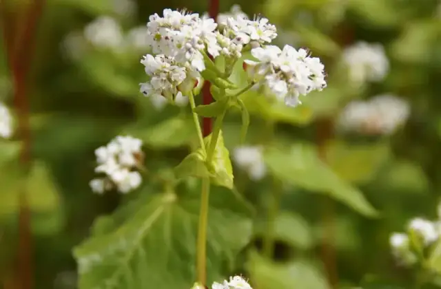 Co siać po gryce, aby poprawić jakość gleby i zwiększyć plony