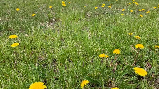 Żółte chwasty w ogrodzie: Jak rozpoznać i skutecznie zwalczyć?