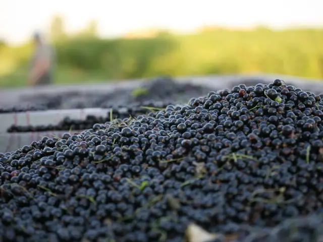 Góra świeżo zebranych czarnych porzeczek, gotowych do dalszej obróbki. Wapnowanie porzeczki czarnej to ważny etap pielęgnacji.
