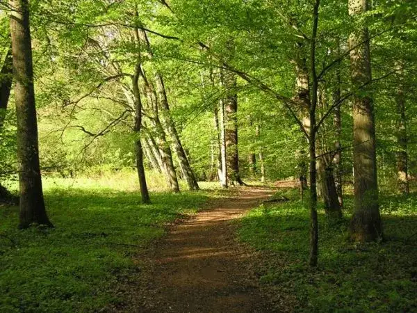 Rezerwat przyrody Hedera: co warto wiedzieć przed odwiedzeniem tego wyjątkowego miejsca