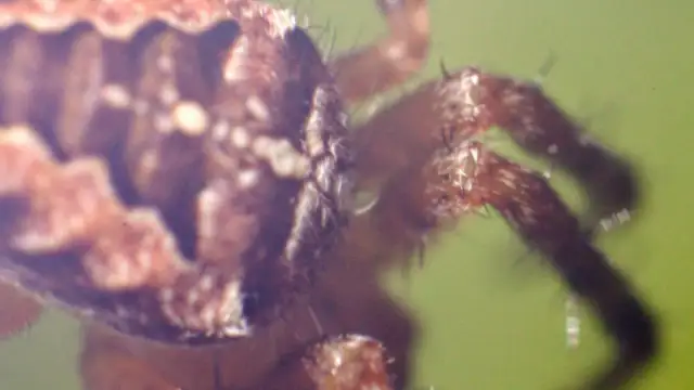 Czy pająk krzyżak gryzie? Dowiedz się, jak uniknąć ugryzienia