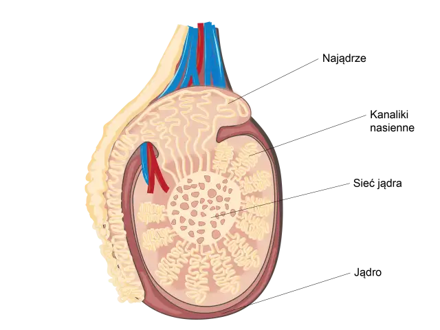 Jak wygląda jądro męskie? Odkryj jego budowę i funkcje zdrowotne
