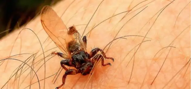 Co jest podobne do kleszcza? Odkryj niebezpieczne owady, które mogą cię ugryźć