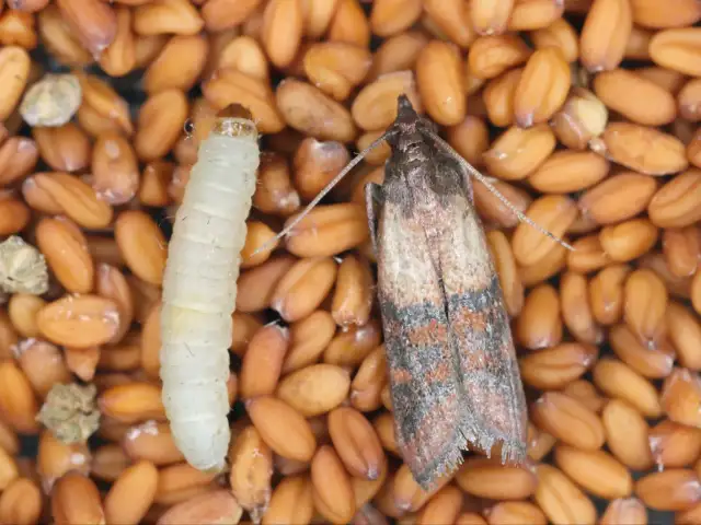 Mole w mące? Pozbądź się ich raz na zawsze! Skuteczny poradnik