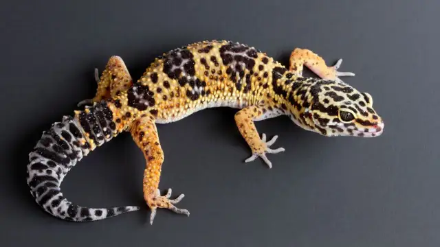 Jaką żarówkę grzewczą wybrać dla gekona lamparciego, aby uniknąć problemów?