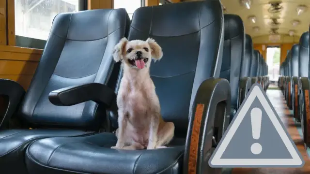 Podróż z psem pociągiem: Ile kosztuje bilet i co musisz wiedzieć?