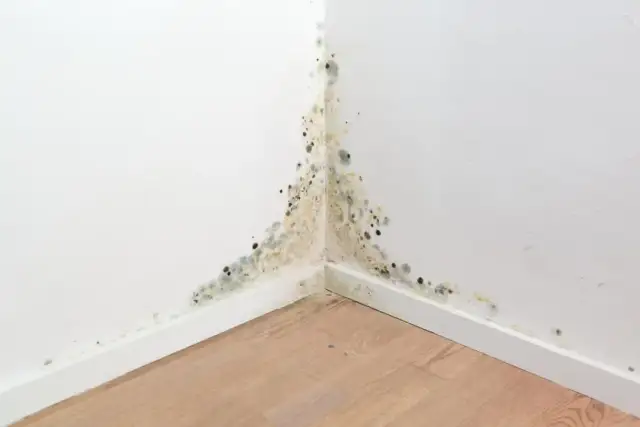 Grzyb w mieszkaniu? Skuteczne pismo do spółdzielni krok po kroku