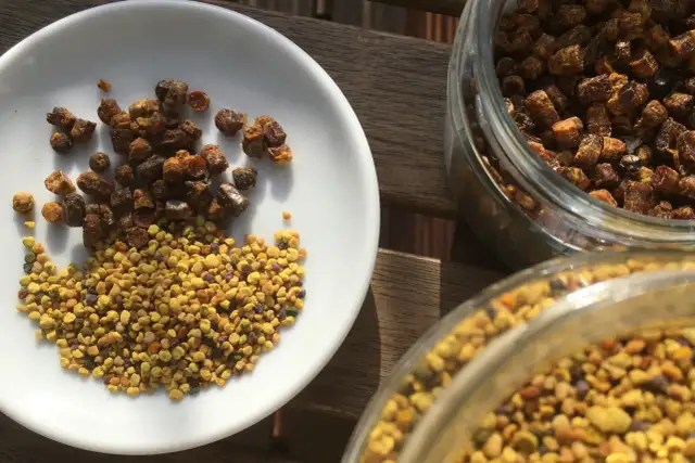 Czy pyłek pszczeli uczula? Sprawdź objawy i ryzyko alergii