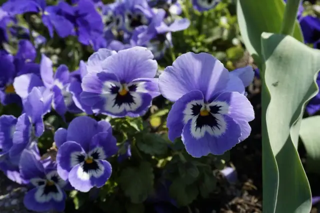 Jakie kwiaty sadzić w kwietniu, aby uniknąć przymrozków?