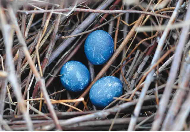 Jaja wróbla: jak rozpoznać zmienny wygląd i plamkowanie?