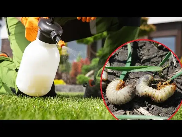 Skuteczne sposoby na zwalczenie pędraków w trawniku bez chemii