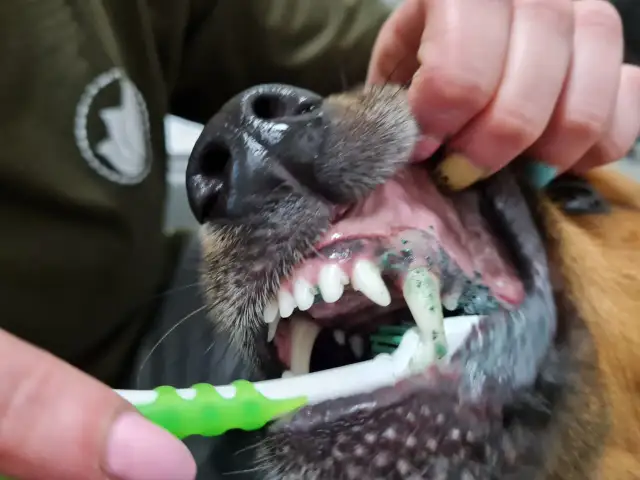 Czy można myć psu zęby pastą dla ludzi? Nie, używaj specjalnej pasty dla psów, jak ta zielona na szczoteczce.