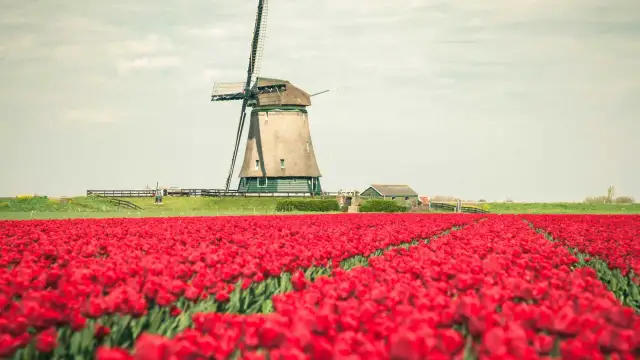 Wiosna w Holandii to idealny czas na podziwianie pól czerwonych tulipanów i tradycyjnych wiatraków. Kiedy najlepiej jechać do Holandii na tulipany? W kwietniu!