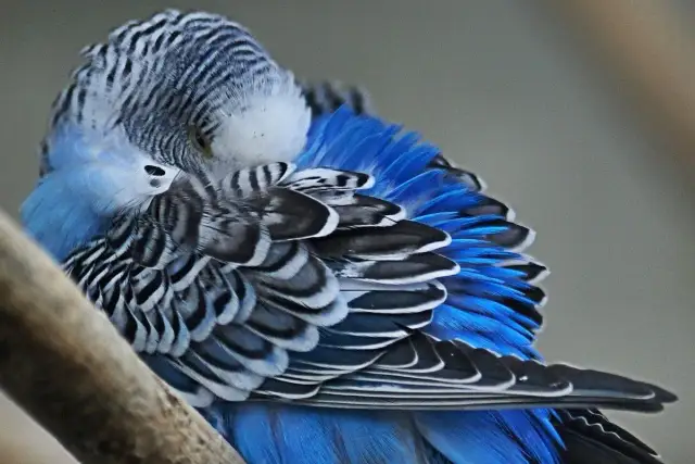 Jak śpi papuga? Zadbaj o zdrowy sen Twojego ptaka!