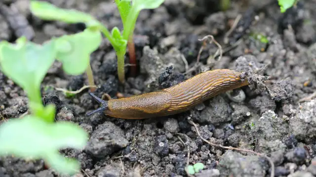 Ślimaki w szklarni? Wygraj walkę! Skuteczne i bezpieczne metody
