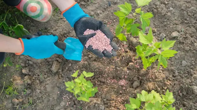 Co zamiast nawozów sztucznych? Naturalne metody dla lepszych plonów