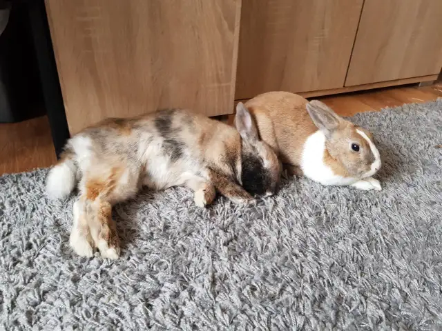 Kiedy można dotykać małe króliki, aby zapewnić im bezpieczeństwo?