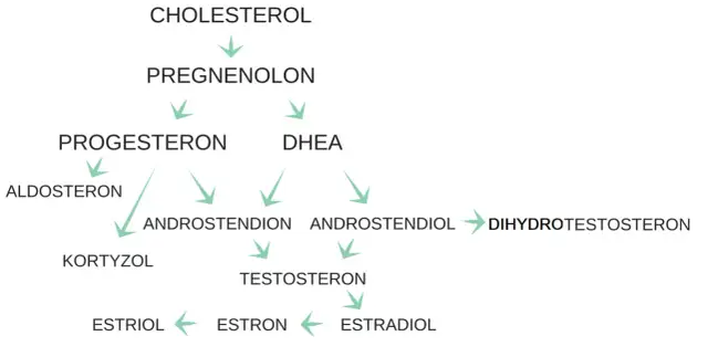 Schemat syntezy hormonów: cholesterol, pregnenolon, progesteron, DHEA, kortyzol, aldosteron, androstendion, testosteron, dihydrotestosteron, estradiol, estron, estriol. Kiedy badać estrogen?