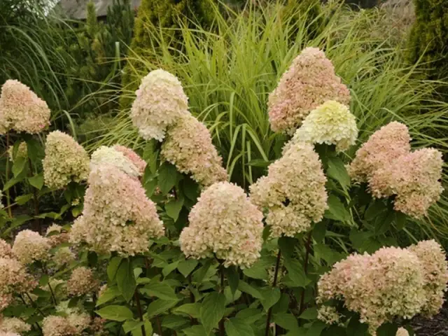 Hortensja 'Limelight': Jaki rozstaw zapewni jej zdrowie i kwitnienie?