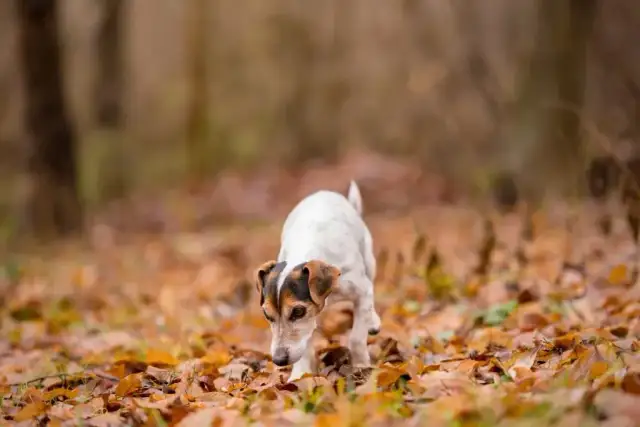 Czy pies może jeść żołędzie? Dowiedz się o ich szkodliwości dla zdrowia psa