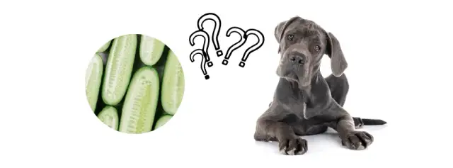 Czy pies może jeść ogórki małosolne? Bezpieczeństwo i zalecenia żywieniowe