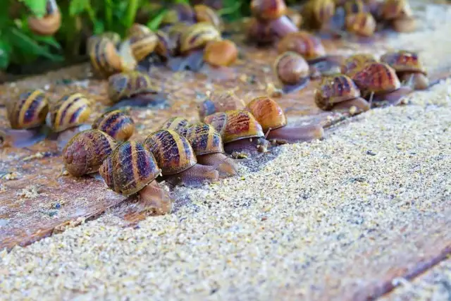 Jak wygląda hodowla ślimaków - kluczowe zasady i praktyki dla początkujących