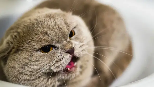 Oswajanie dzikiego kotka: Zmień dzikusa w przyjaciela! Poradnik krok po kroku