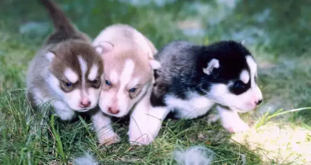 Czy husky szczeka? Sprawdź, czy ta rasa jest hałaśliwa i jak ją kontrolować