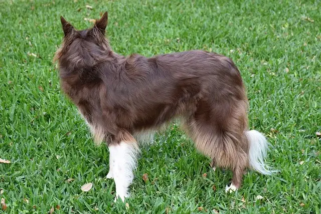 Czy psy mogą jeść białą czekoladę? Dowiedz się, dlaczego to niebezpieczne.