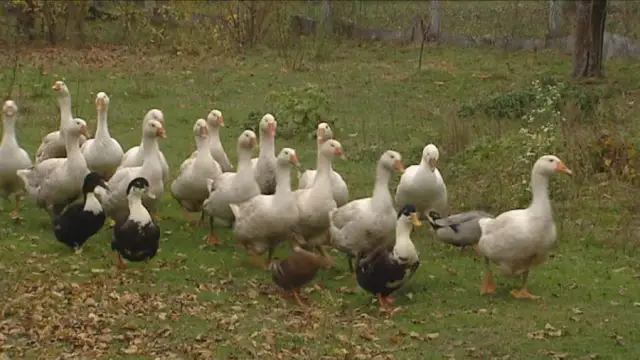 Ptaki które uratowały Rzym: jak gęsi uratowały miasto przed zagładą