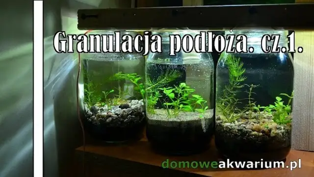 Jaka granulacja żwiru do akwarium? Odkryj idealny rozmiar dla roślin