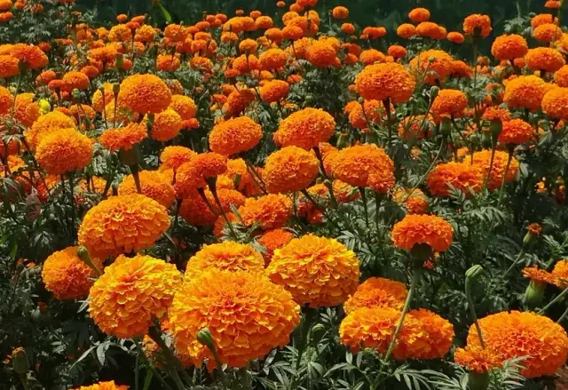 Jakie kwiaty kwitną całe lato? Odkryj piękne rośliny do ogrodu