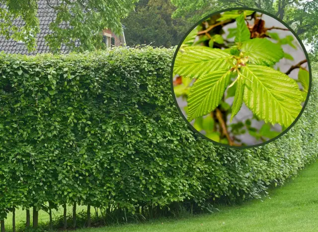 Jak sadzić grab na żywopłot? Odpowiednie odstępy dla gęstości