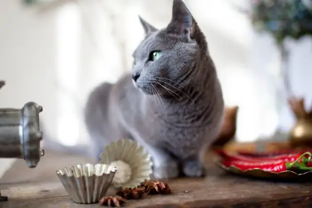 Czy koty mogą jeść masło orzechowe? Sprawdź, co musisz wiedzieć