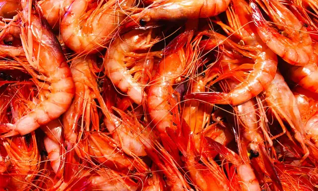 Gamba de Palamós: secretos de su sabor y su importancia ecológica