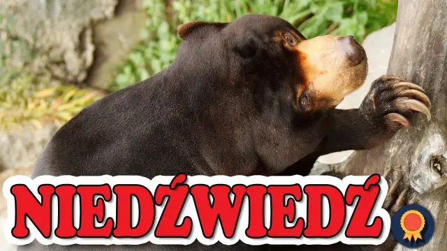 Najlepsze filmy o niedźwiedziu, które musisz zobaczyć - zaskakujące historie