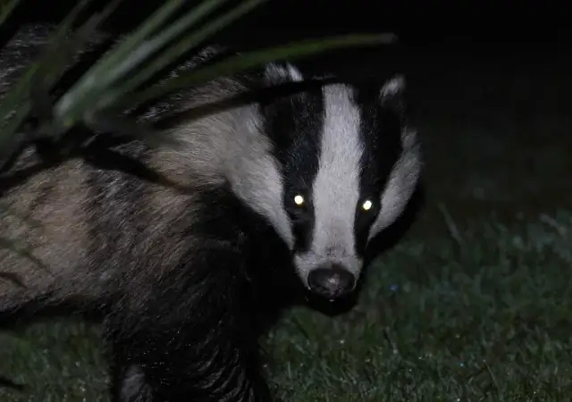 Zwierzęta nocy: fascynujące cechy i sekrety nocnych gatunków