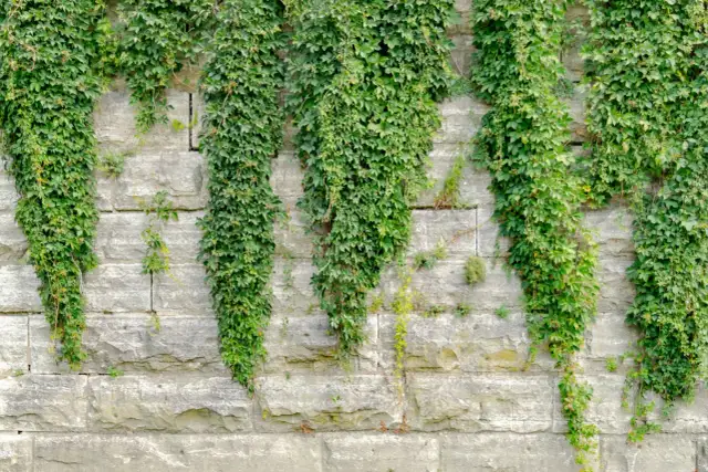 Jakie rośliny posadzić przy ścianie domu, by uniknąć kłopotów z pielęgnacją?