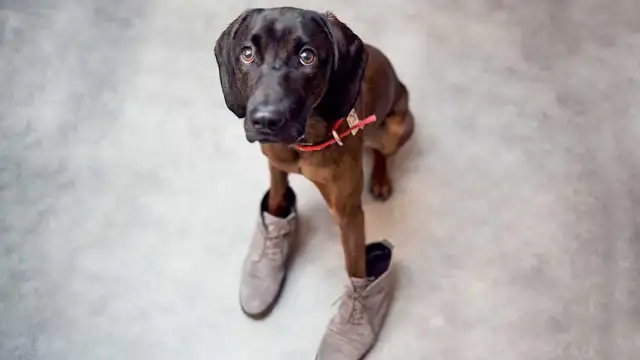 Jak zrobić buty dla psa, aby zapewnić mu komfort i ochronę