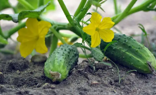Jaki nawóz pod ogórki szklarniowe, aby uzyskać smaczne plony?