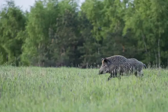 Co je dzik w lesie i co naprawdę je? Poznaj jego dietę i zwyczaje
