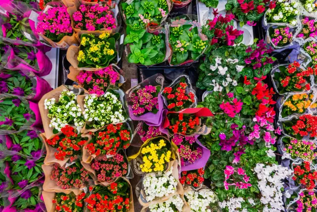 Czy giełda kwiatowa w Tychach jest czynna? Sprawdź godziny otwarcia