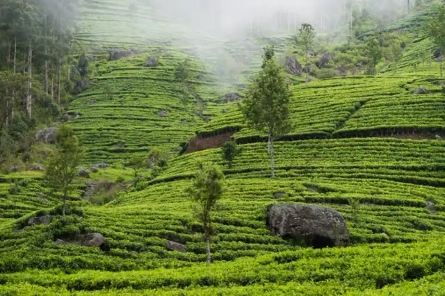 Sri Lanka co zwiedzić: najlepsze atrakcje, których nie możesz przegapić