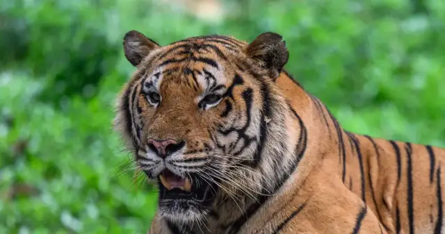 Czy tygrys żyje w Afryce? Odkryj prawdę o ich habitatcie