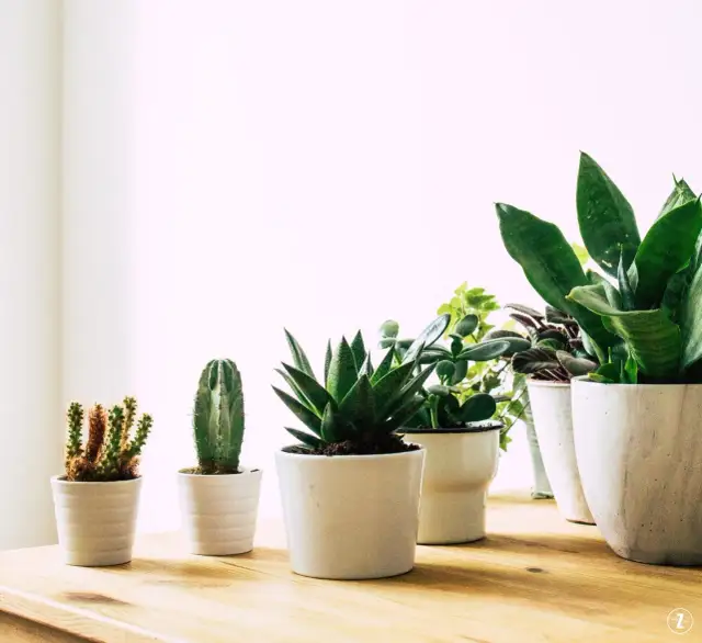 Jakie kwiaty na wschodnie okno? Najlepsze rośliny do Twojego domu!