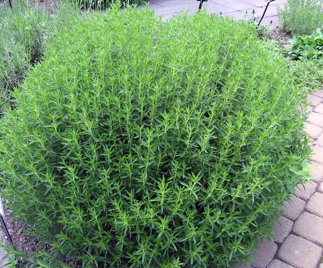 Jak wygląda cząber ogrodowy? Poznaj jego cechy i piękno tej rośliny