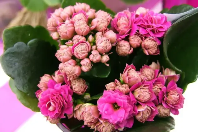 Kalanchoe kiedy kwitnie – poznaj sekrety intensywnego kwitnienia