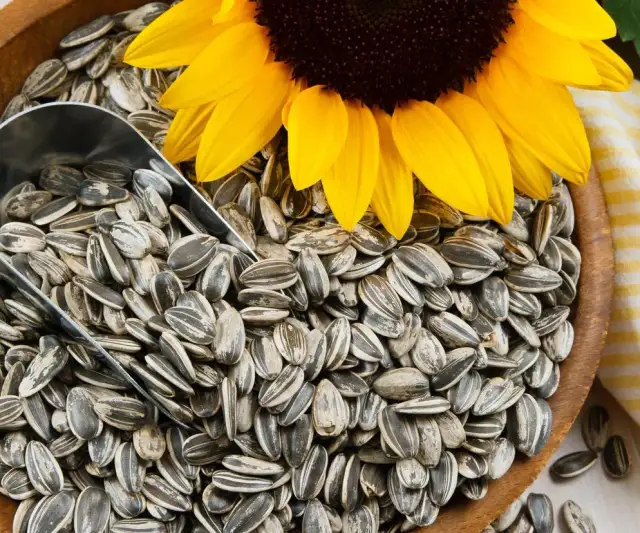 Ile kcal ma słonecznik? Poznaj kaloryczność nasion i pestki